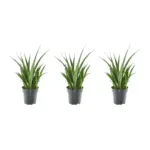3x Sansevieria Kirkii – kamerplant set van drie