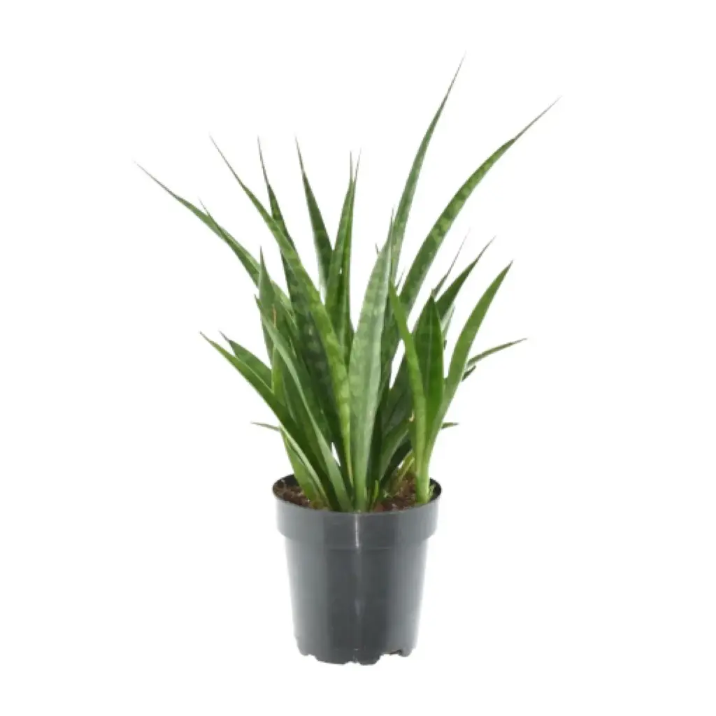 3x Sansevieria Kirkii – kamerplant set van drie