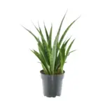 3x Sansevieria Kirkii – kamerplant set van drie