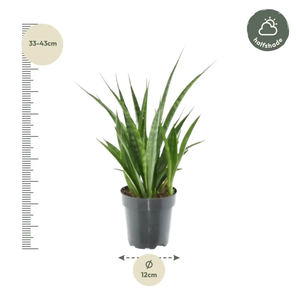 3x Sansevieria Kirkii – kamerplant set van drie