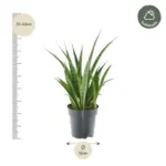 3x Sansevieria Kirkii – kamerplant set van drie