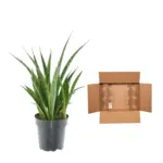 3x Sansevieria Kirkii – kamerplant set van drie