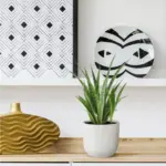 3x Sansevieria Kirkii – kamerplant set van drie