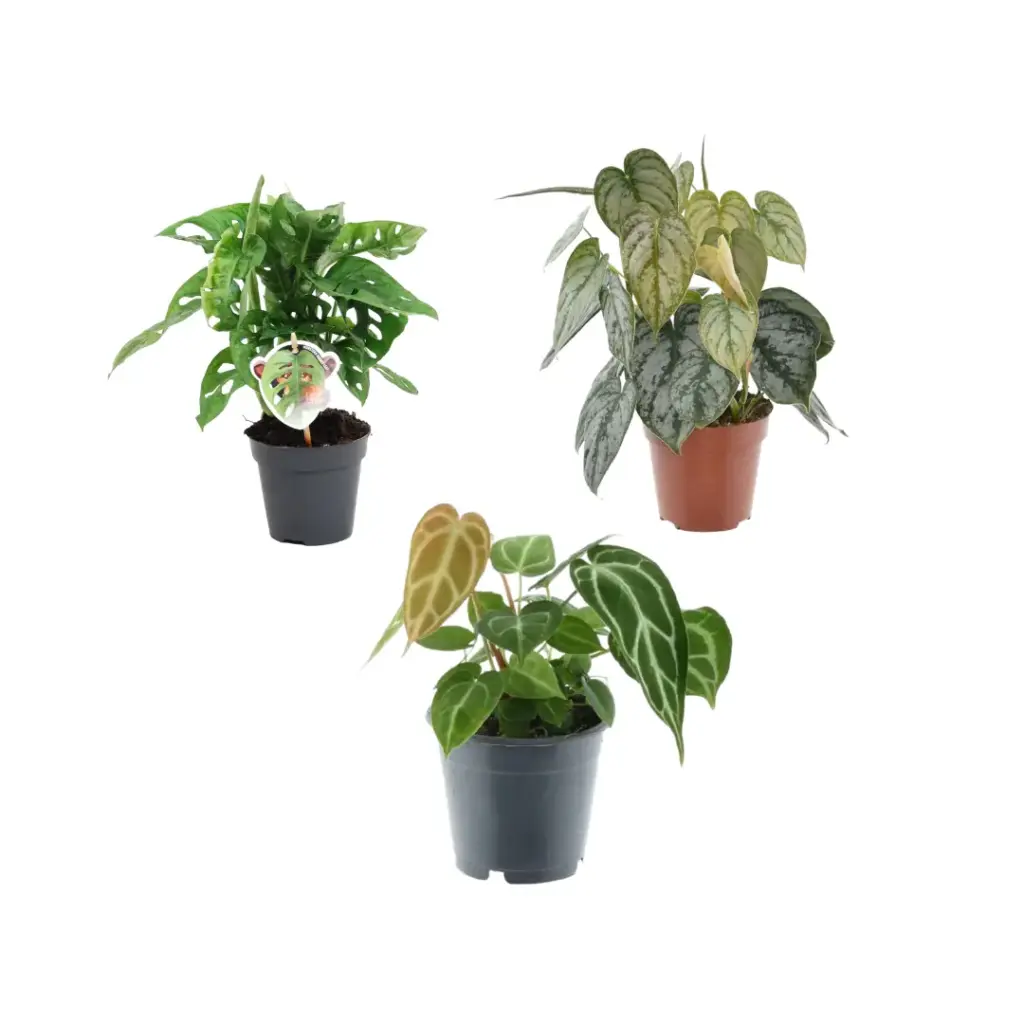 Mix 3 kamerplanten – Monstera, Philodendron en Anthurium