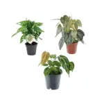Mix 3 kamerplanten – Monstera, Philodendron en Anthurium