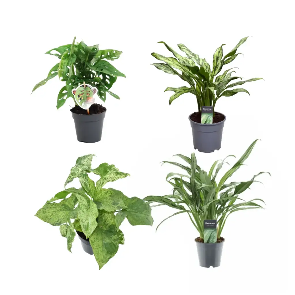 Mix 4 kamerplanten – Monstera, Aglaonema en Syngonium