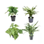 Mix 4 kamerplanten – Monstera, Aglaonema en Syngonium