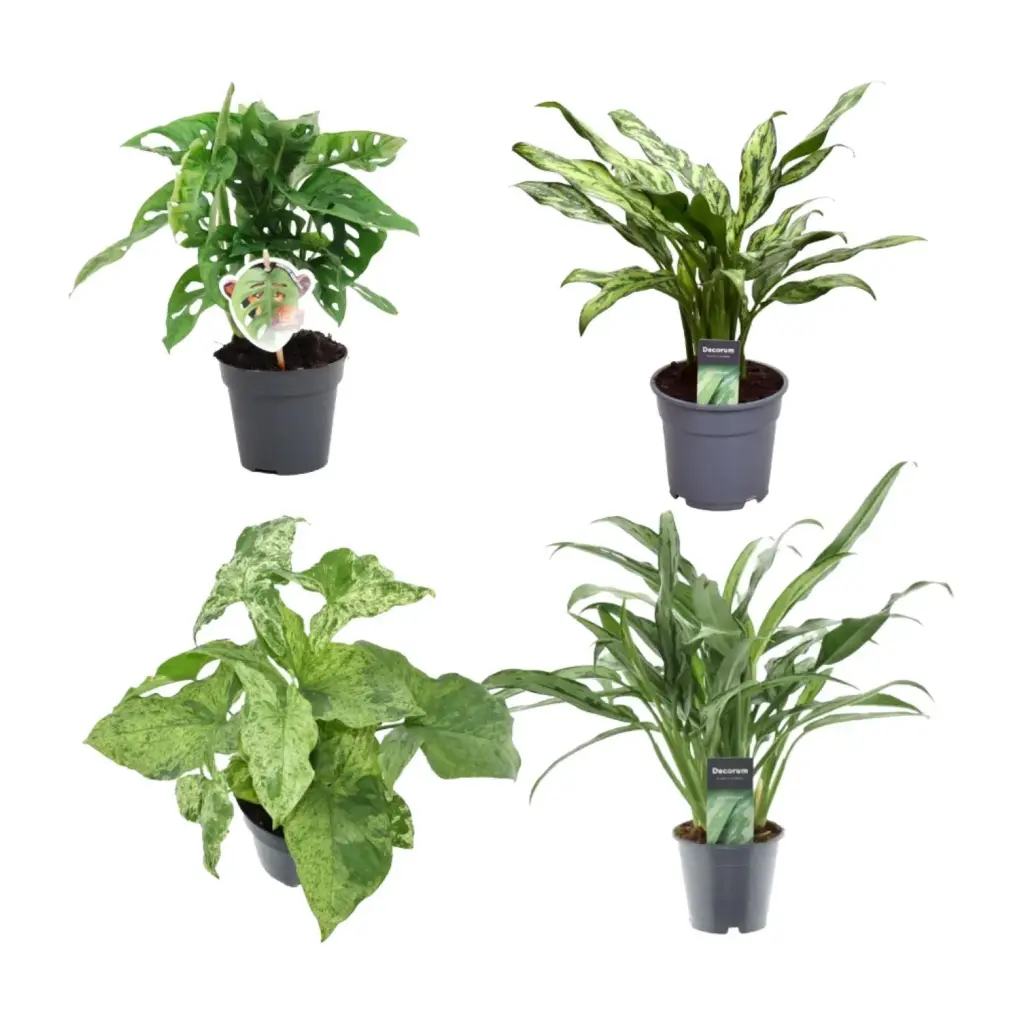 Mix 4 kamerplanten – Monstera, Aglaonema en Syngonium