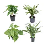 Mix 4 kamerplanten – Monstera, Aglaonema en Syngonium