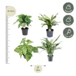 Mix 4 kamerplanten – Monstera, Aglaonema en Syngonium