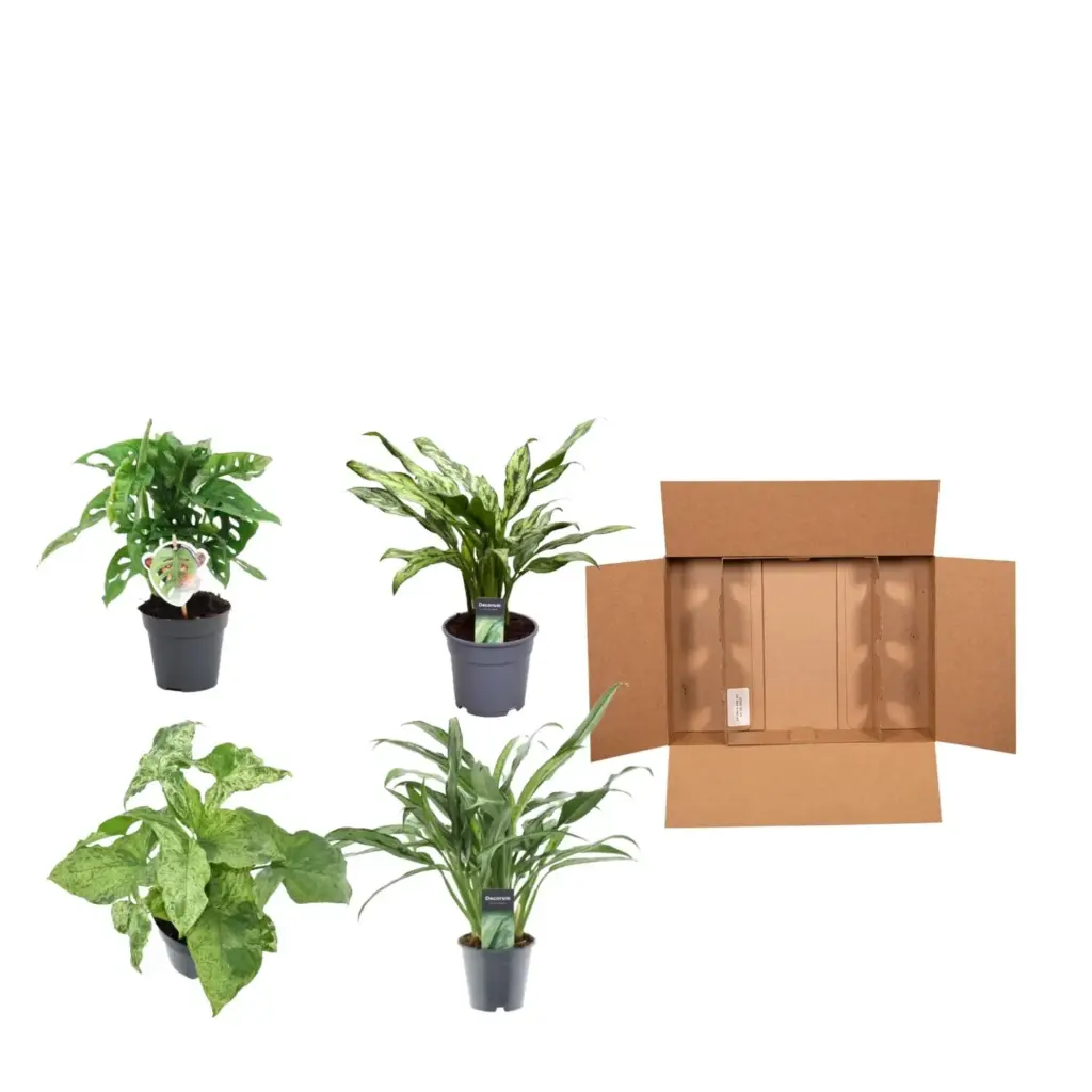 Mix 4 kamerplanten – Monstera, Aglaonema en Syngonium