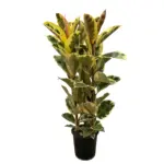 Ficus Elastica Tineke struik – kamerplant met brede bladeren
