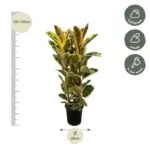 Ficus Elastica Tineke struik – kamerplant met brede bladeren