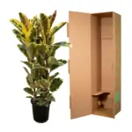 Ficus Elastica Tineke struik – kamerplant met brede bladeren