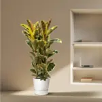 Ficus Elastica Tineke struik – kamerplant met brede bladeren