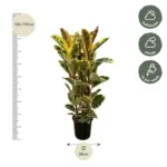 Ficus Elastica Tineke struik – kamerplant met brede bladeren