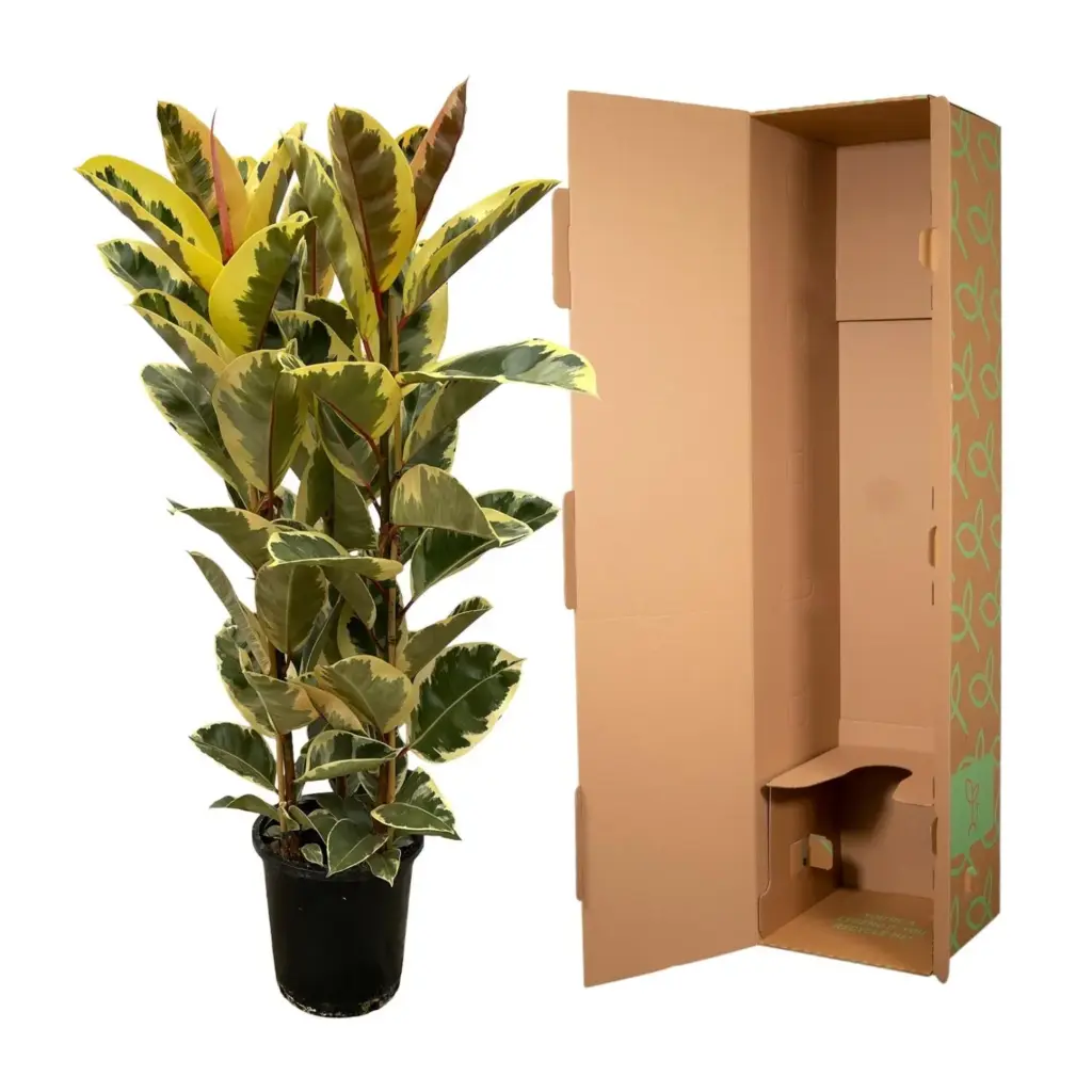 Ficus Elastica Tineke struik – kamerplant met brede bladeren