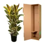 Ficus Elastica Tineke struik – kamerplant met brede bladeren