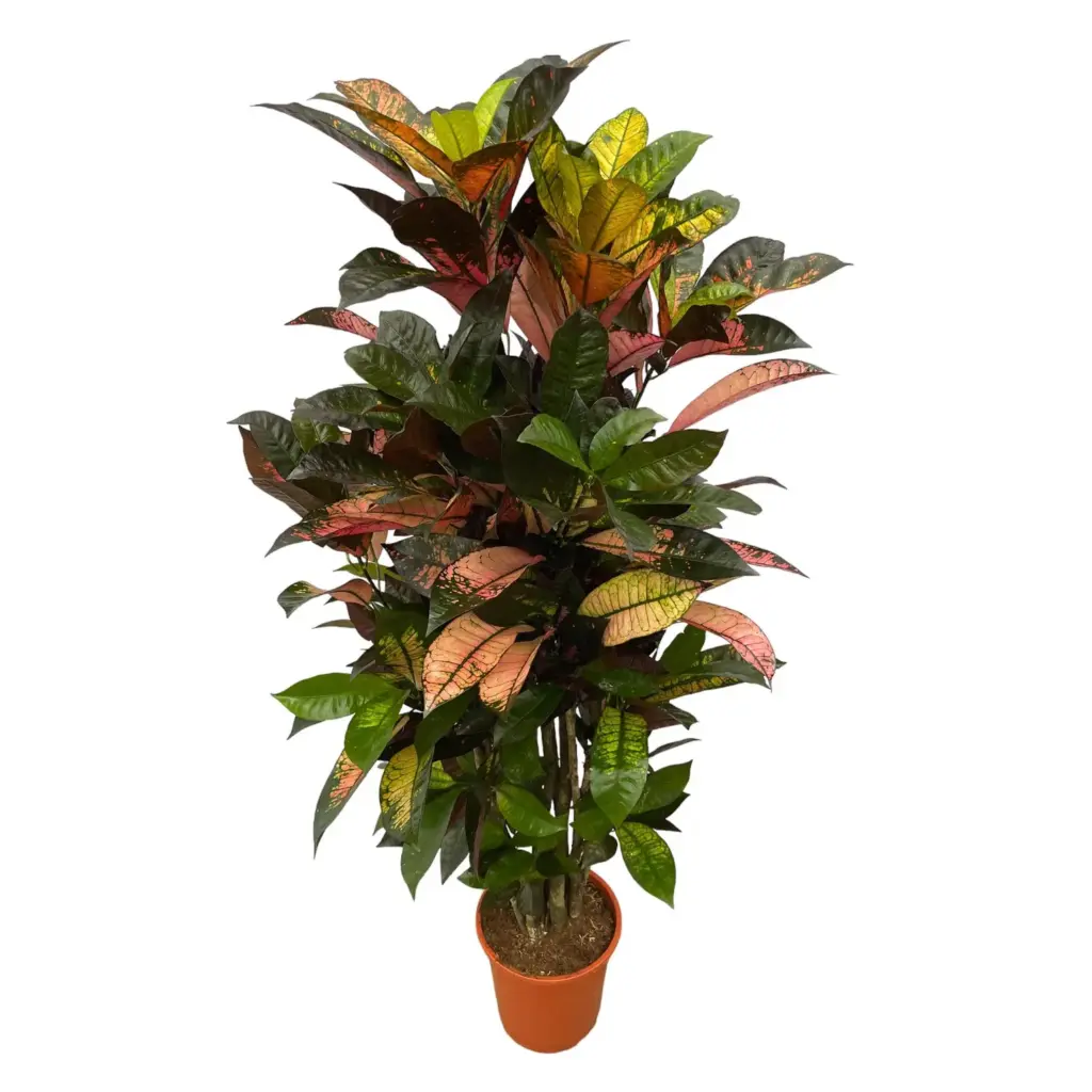 Codiaeum Croton Iceton vertakt – kamerplant