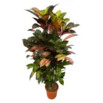 Codiaeum Croton Iceton vertakt – kamerplant