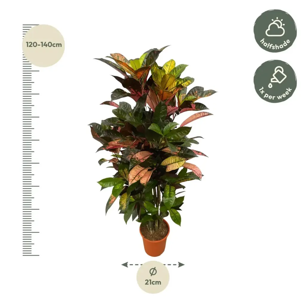 Codiaeum Croton Iceton vertakt – kamerplant