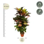 Codiaeum Croton Iceton vertakt – kamerplant