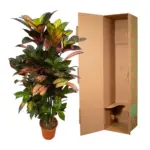 Codiaeum Croton Iceton vertakt – kamerplant