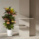 Codiaeum Croton Iceton vertakt – kamerplant