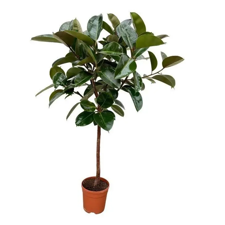 Ficus Elastica Robusta stam – compacte kamerplant