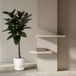 Ficus Elastica Robusta stam – compacte kamerplant