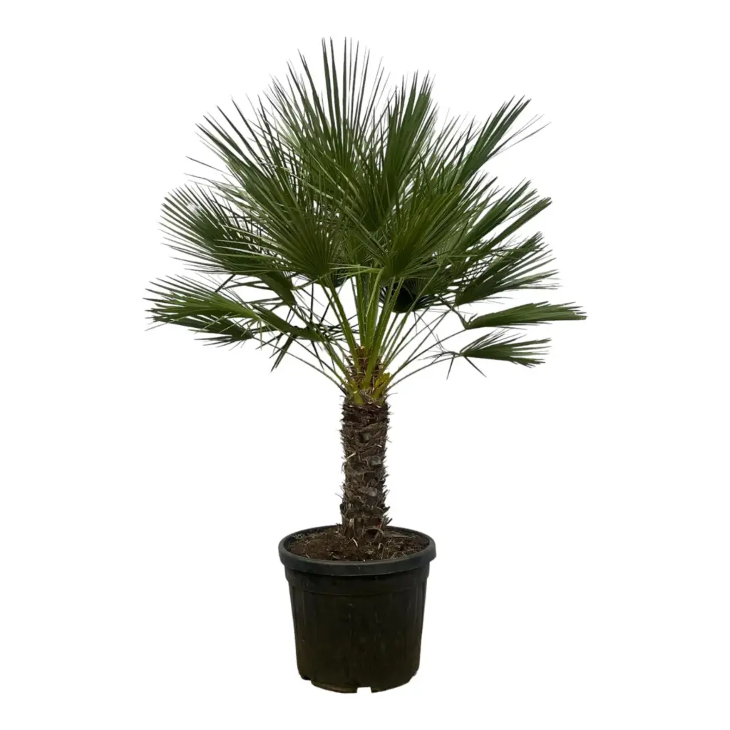 Chamaerops Humilis op stam buitenpalm