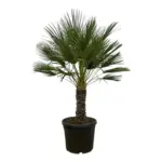 Chamaerops Humilis op stam buitenpalm