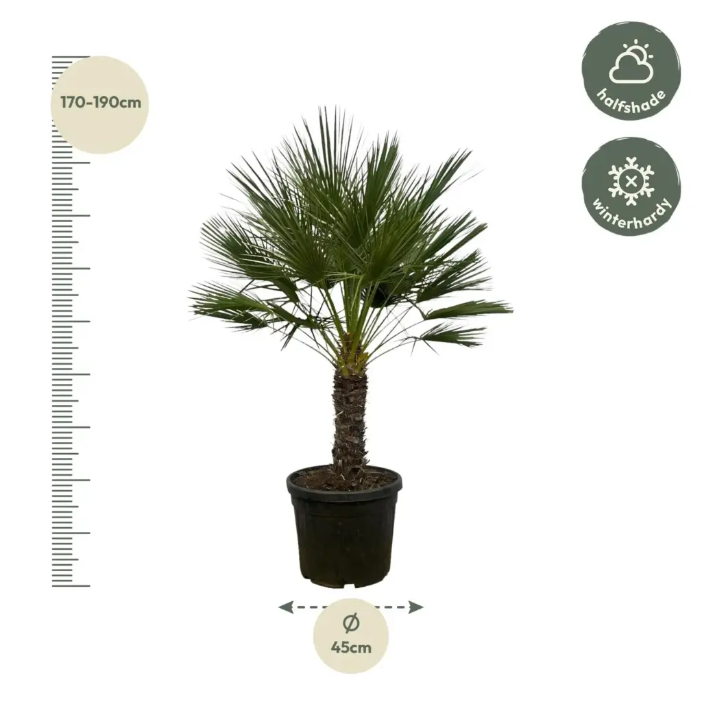 Chamaerops Humilis op stam buitenpalm