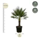 Chamaerops Humilis op stam buitenpalm