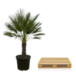Chamaerops Humilis op stam buitenpalm