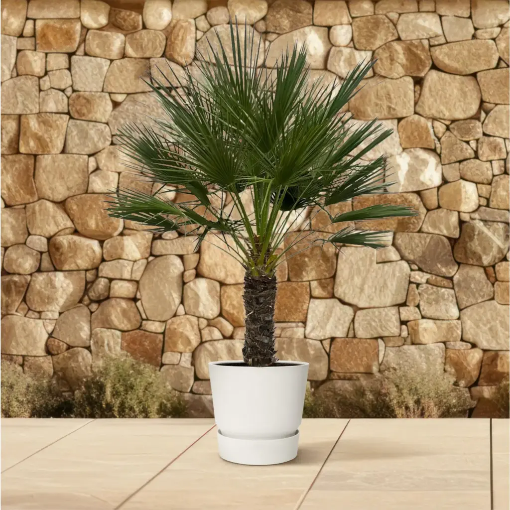Chamaerops Humilis op stam buitenpalm