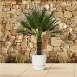 Chamaerops Humilis op stam buitenpalm