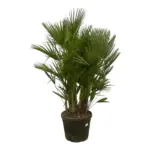 Chamaerops Humilis multi stam buitenplant