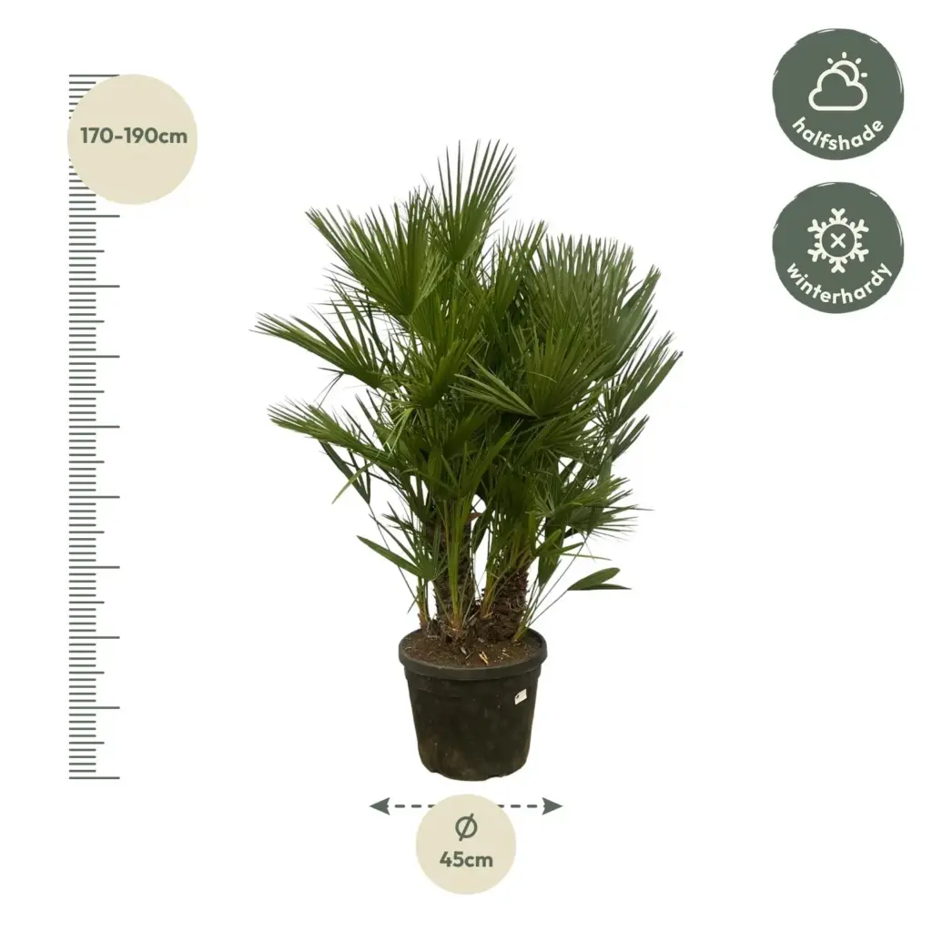 Chamaerops Humilis multi stam buitenplant