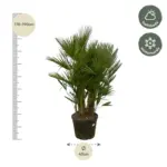 Chamaerops Humilis multi stam buitenplant