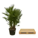 Chamaerops Humilis multi stam buitenplant