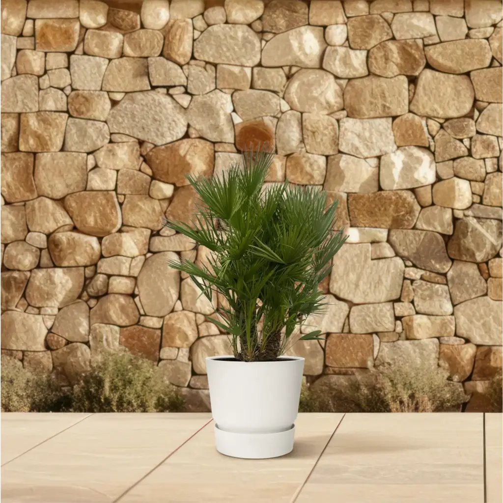 Chamaerops Humilis multi stam buitenplant