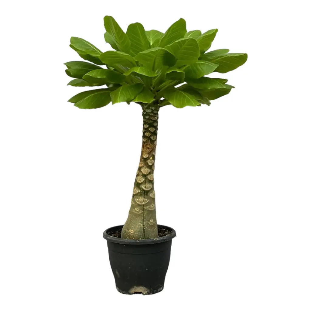 Brighamia insignis – bijzondere kamerplant