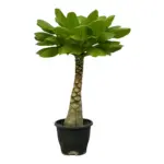 Brighamia insignis – bijzondere kamerplant