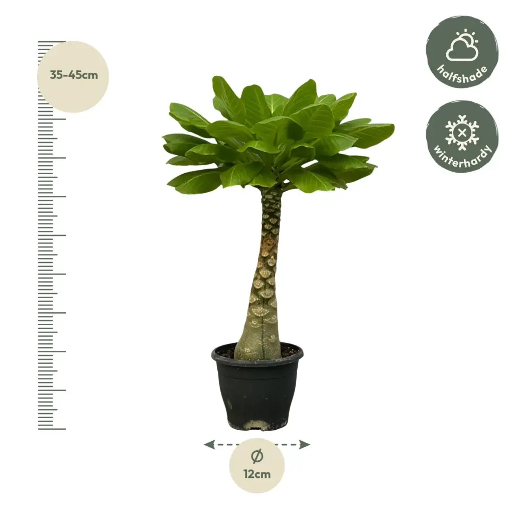 Brighamia insignis – bijzondere kamerplant
