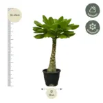 Brighamia insignis – bijzondere kamerplant