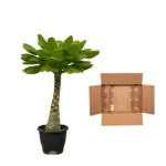 Brighamia insignis – bijzondere kamerplant