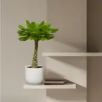 Brighamia insignis – bijzondere kamerplant