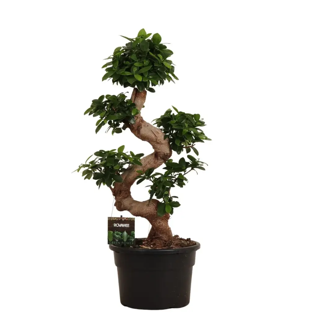 Ficus Microcarpa Ginseng – kamerplant met dikke wortelstam