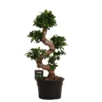 Ficus Microcarpa Ginseng – kamerplant met dikke wortelstam